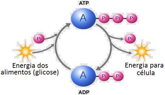 A energia fica armazenada nas ligações entre os fosfatos. Quando a célula precisa realizar algum trabalho, o um fosfato se solta liberando a energia de sua ligação.