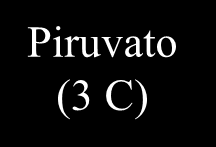 Respiração em Eucariontes CITOPLASMA MITOCÔNDRIA Glicose (6 C) C 6 H 12 O 6 Piruvato (3 C) Saldo de 2