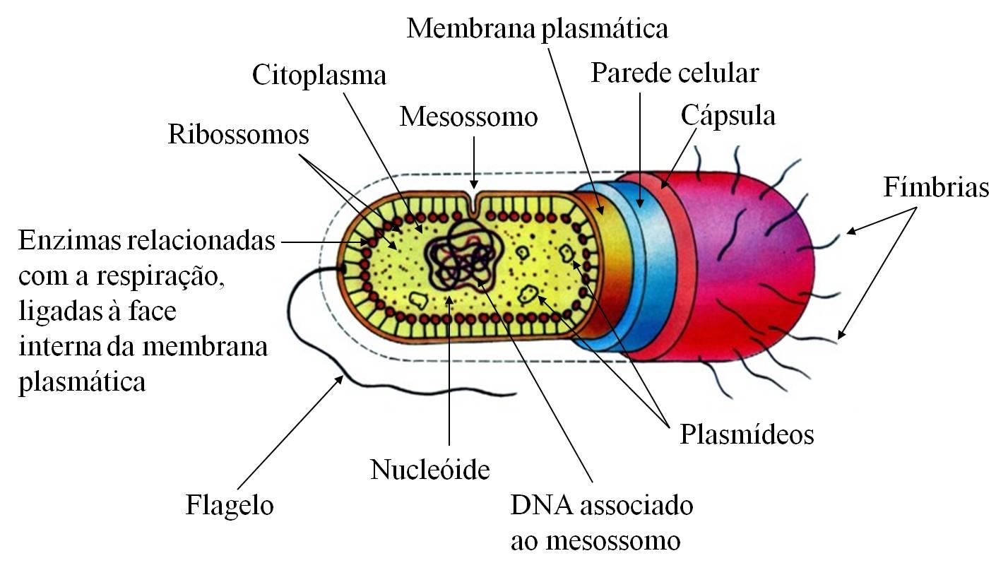 A célula