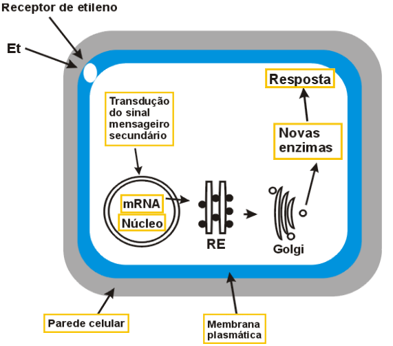 Inibidores do etileno Aniões de prata (Ag + ). http://www.gepe.ufpr.