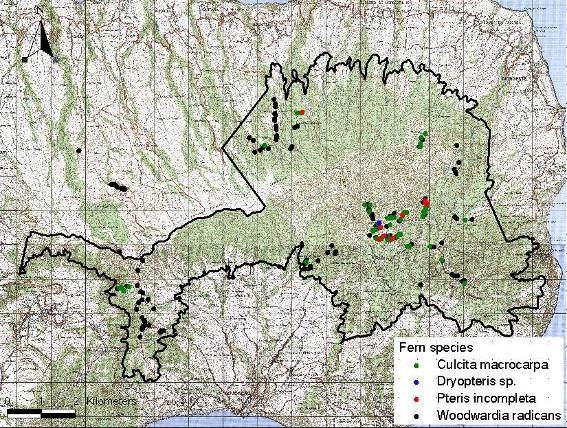 Figura 13. Mapa invernal de ocorrência de fernstripping nas quatro espécies principais (Culcita macrocarpa, Dryopteris sp., Pteris incompleta e Woodwardia radicans). 4.