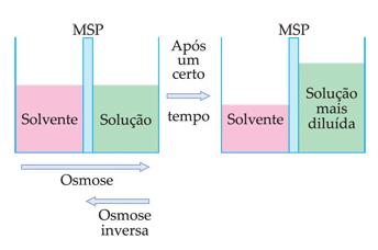 A membrana semipermeável (MSP), que pode ser feita de bexiga de animal ou celofane, é seletiva, ou seja,