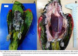 Infecções Parasitárias As infecções parasitárias são as mais comuns em aves em cativeiro e, na