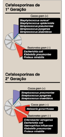 1ª geração: atuam preferentemente em cocos grampositivos; pouca atividade frente aos gram-negativos. 2ª geração: atividade em bacilos gram-negativos; alguma atividade diante de cocos gram-positivos.