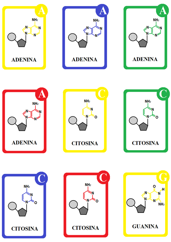 Figura 4 - Modelo de carta-nucleotídeo.