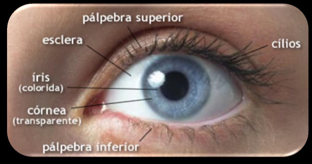 O Olho por fora Esclera parte branca do olho.