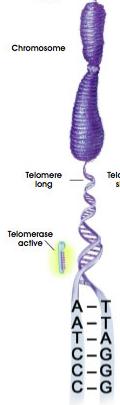 Telômeros Sequências repetitivas de DNA não codificante Conferem