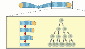 ciclo de divisão celular em função do antiparalelismo da fitas