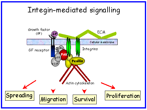 Integrinas medeiam muitas interações célula-matriz e algumas interações célula-célula Interações individuas mediadas por integrinas são fracas; A ligação de centenas ou milhares de moléculas de