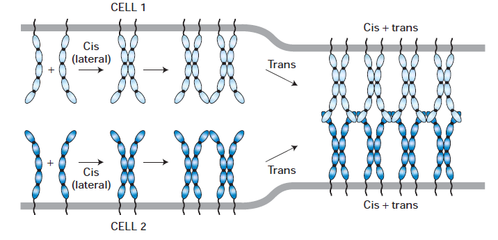 CAMs (domínios citosólicos) recrutam proteínas de ancoramento multifuncionais: 1. Ligação ao citoesqueleto; 2. Recrutamente de moléculas intracelulares envolvidas em vias de sinalização celular.