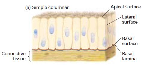 camada de tecido epitelial chamada epitélio; Células do