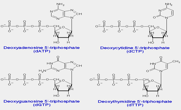 polinucleotídeo Nucleotídeos desoxirribonucleotídeos DESOXIRRIBONUCLEOTÍDEO Base nitrogenada