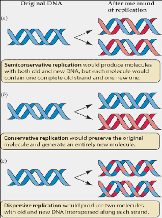 nucleotídeos (A, T, G, C) REPLICAÇÃO MECANISMO SEMICONSERVATIVO 1 dupla fita parental dupla fita filha (uma fita original + uma fita nova) dupla fita filha (uma fita original + uma fita nova) dupla