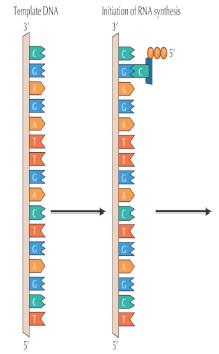 PROCESSO BIDIRECIONAL 2 FORQUILHAS DE REPLICAÇÃO a partir de cada ORIGEM Movem-se para longe da ORIGEM em direções opostas 1000 pares nucleotídeos/segundo (bactéria) 100 pares nucleotídeos/segundo