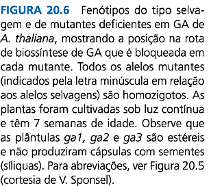 thaliana, ervilha e milho facilitaram a clonagem dos