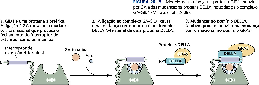 Interação entre GA bioativa, o receptor GID1 e o regulador negativo GAI (uma proteína DELLA) Não há uma interação direta entre a GA e a proteína DELLA (a GA está encoberta