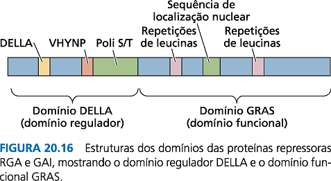 As proteínas com domínio DELLA são reguladores negativos de resposta à GA As proteínas com domínio DELLA (asp, glu, leu, leu e ala) constituem uma subclasse da família