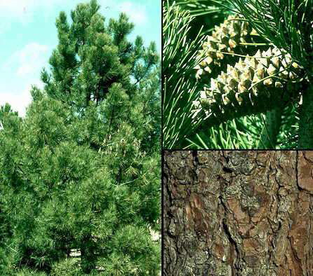 Pinus pinaster Apresentação: Bioméd.