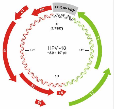 3 precoce (genes E1, E2, E4, E5, E6 e E7), a região tardia (genes L1 e L2) e a região reguladora LCR (long control region) também conhecida como URR (upper regulatory region) (Villa, 2006; Pett,