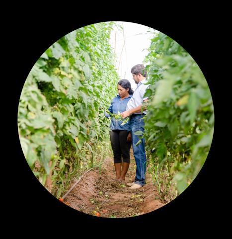 mil novas famílias de agricultores familiares Foco na produção de