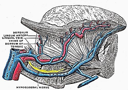 O nervo mandibular marginal está em risco na sua localização na espessura do folheto envolvente (ou superficial) da fáscia cervical profunda sobre a glândula, e pode ter um trajecto até 3cm abaixo do