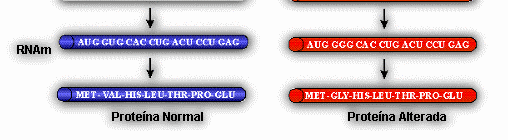 TIPOS DE MUTAÇÕES Mutações Gênicas: quando alteram a estrutura do DNA (dos genes individuais); Mutações Cromossômicas: quando alteram o número ou a estrutura dos cromossomos; Tipos de mutações