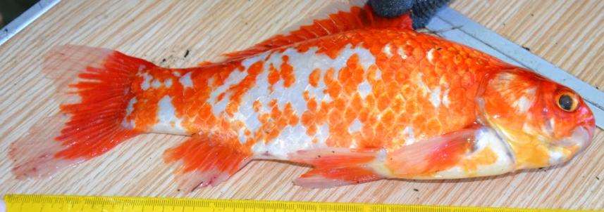 Coloração variável entre castanho esverdeado e dourado, existindo formas com cores e aspetos chamativos usadas como peixes ornamentais, como o cor-de-laranja. HABITAT: Habitam em rios, lagos, lagoas.