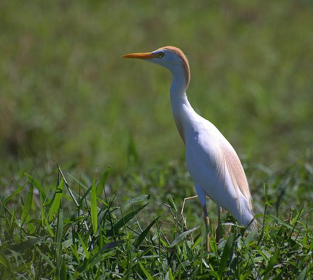 GARÇA-BOIEIRA Bubulcus ibis PELECANIFORMES ARDEIDAE Fenologia Invernante Diretiva Aves - Não listado Estado no PCP - Selvagem DESCRIÇÃO: Sexos muito semelhantes, embora a coloração do macho durante a