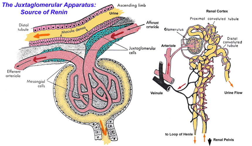 Aparelho Justaglomerular