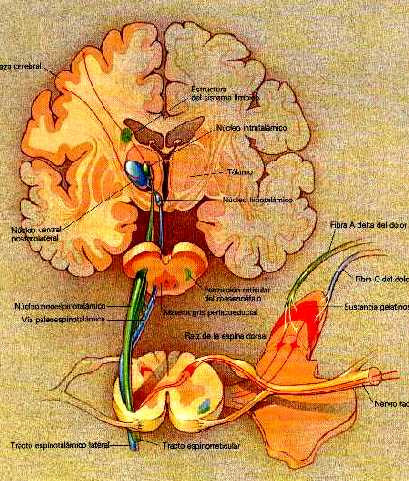 FIGURA 4: ESQUEMATIZAÇÃO DA LOCALIZAÇÃO DE RECEPTORES ESPECIFICOS DOS OPIOIDES. Fonte: ORMONDE (2005).