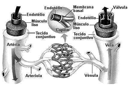 (08) Na figura III, o sangue arterial fica completamente separado do sangue venoso. (16) As figuras I, II e III apresentam esquemas de sistemas circulatórios do tipo fechado.