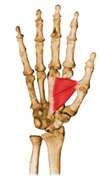 c) Curtos: Encontram-se nas articulações cujos movimentos têm pouca amplitude, o que não exclui força nem especialização. Exemplo: Músculos da mão. Fonte: NETTER, Frank H.. Atlas de Anatomia Humana.