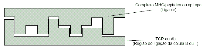 Representação dos Componentes A representação matemática de um anticorpo e um antígeno contribui para a definição do tipo de distância empregado na avaliação da função de afinidade.