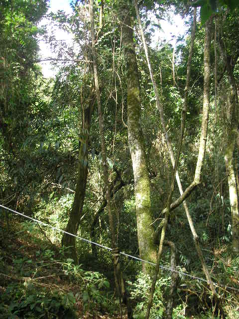 26 Em cada parcela, todas as espécies vegetais vivas e mortas em pé com DAP 5,0 cm (diâmetro à altura do peito = 1,30m) foram estudadas.