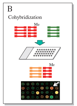 Figura 8 Esquema representativo da técnica CGH (Inazawa et al, 2004).