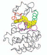 apresentar uma melhor topografia que o mesilato de imatinib para ligar a cinase abl (Figura 14).