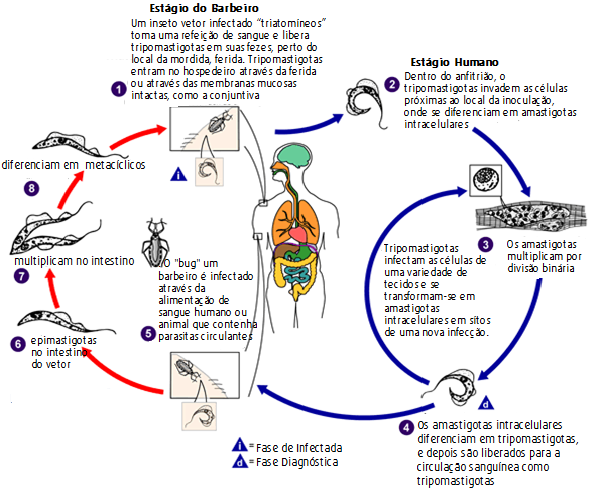 Transmissão vertical Ocorre em função da passagem do T. cruzi de mulheres infectadas para seus bebês, durante a gestação ou o parto.