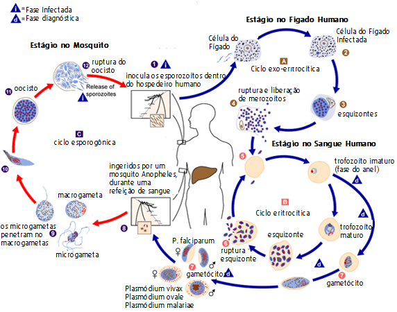 O ciclo de vida do parasita da malária envolve dois hospedeiros.