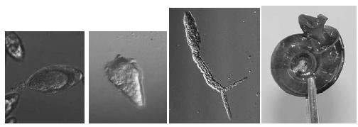 Microbiologia e