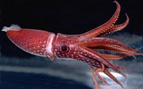 Cefalópode: Boca rodeada por braços ou tentáculos.