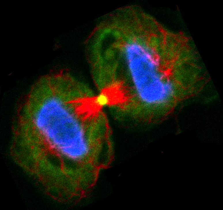 Biologia Celular pelas duas células-filhas quando uma célula se divide constituam um requisito essencial à viabilidade celular.