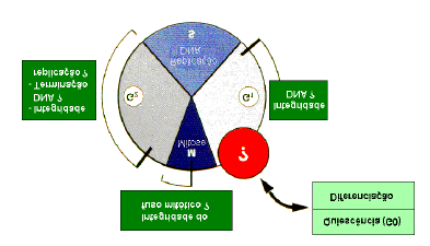 Pontos de controlo De modo a executar as diferentes etapas do ciclo numa ordem correcta as células possuem controlos que monitorizam o estado dos acontecimentos ao longo do ciclo celular, tais como a
