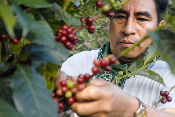 organizações de pequenos produtores que já são ou querem se tornar certificadas do Comércio Justo Fairtrade.
