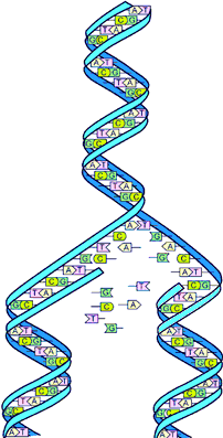 6. DUPLICAÇÃO DO DNA DUPLICAÇÃO SEMICONSERVATIVA 1.
