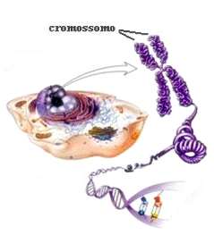 1. NÚCLEO: NÚMERO E FORMA Células eucarióticas Cromossomos DNA + proteínas