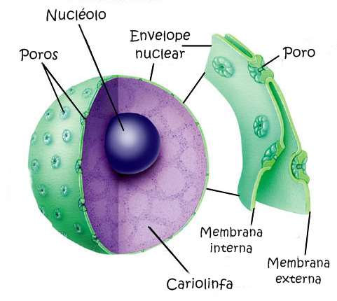 2. CARIOTECA Células eucarióticas Membranas lipoproteícas