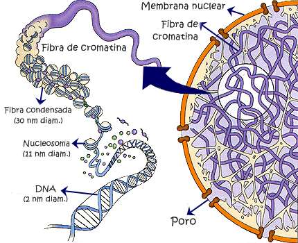 3. NUCLEOPLASMA E CROMATINA NUCLEOPLASMA Cariolinfa Água, enzimas, ATP, íons.