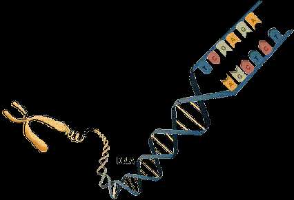 5. CROMOSSOMOS, GENES E DNA OS