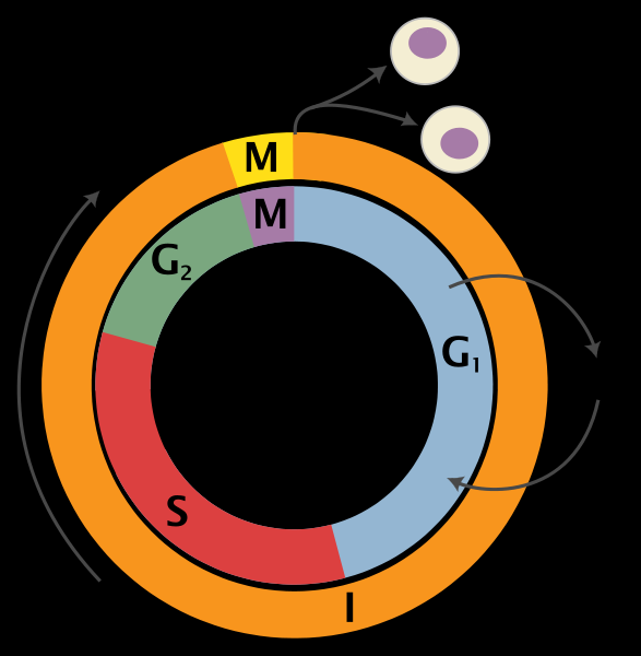 Procedimento 1) CDK2 Ao entrar em processo de divisão, a célula eucariótica segue uma série de eventos chamados de ciclo celular. A figura abaixo ilustra tais eventos (figura 2). Figura 2.