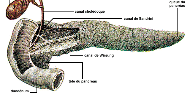 Corte do pâncreas endócrino; B Células α e β dos Ilhéus de